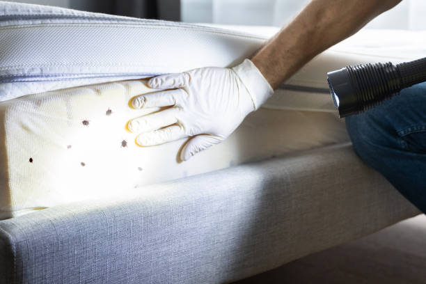 Best Pest Control Near Me  in Miami, AZ